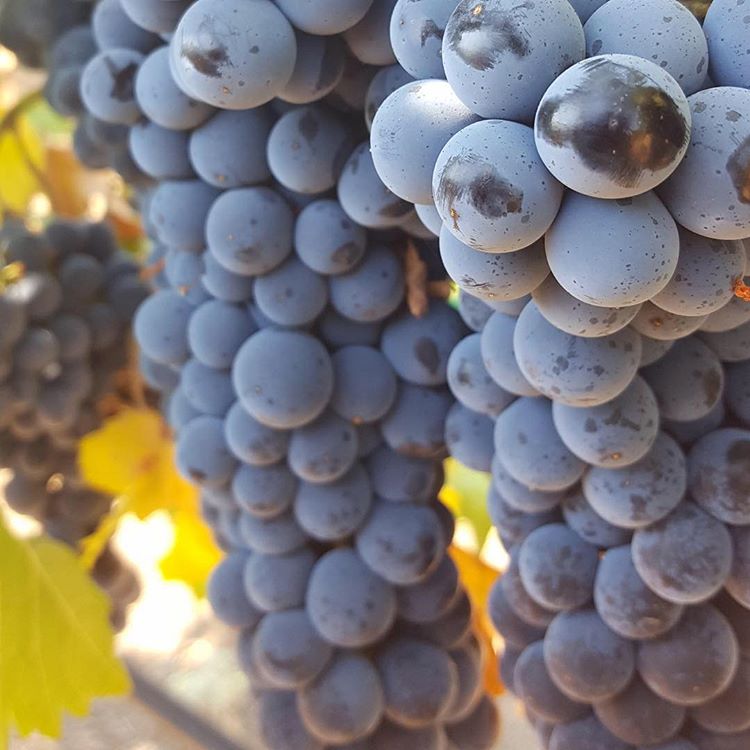 品種のおはなし その4 メルローとは 趣味のワイン ワイン専門店 葡萄畑ココスのブログ