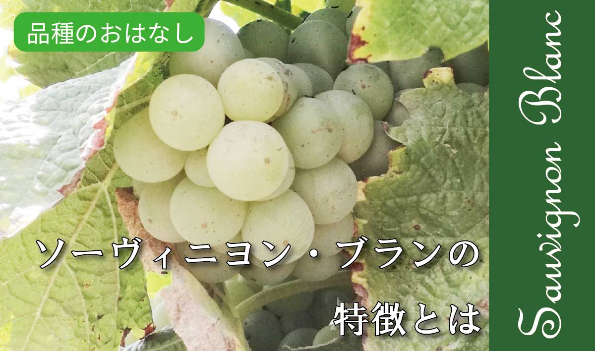 品種のおはなし ソーヴィニヨン ブランとは 趣味のワイン ワインの通販 葡萄畑ココスのブログ