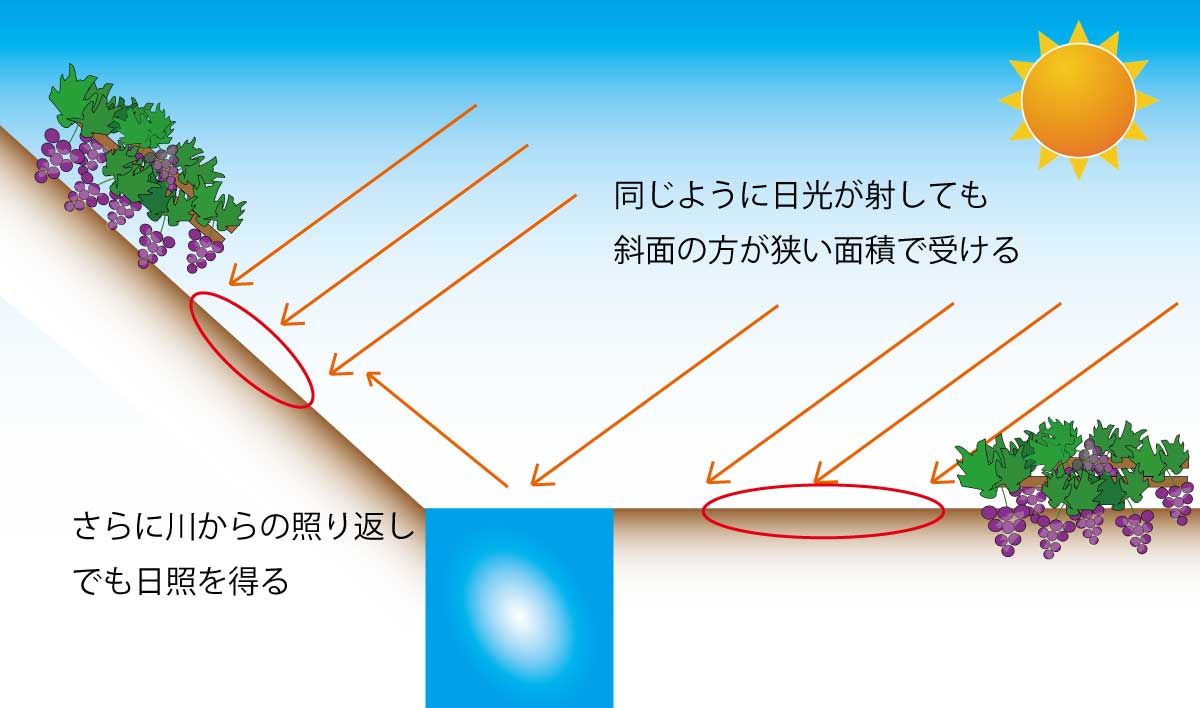 ワインのできるところ ワイン北限の地 ドイツ 趣味のワイン ワインの通販 葡萄畑ココスのブログ