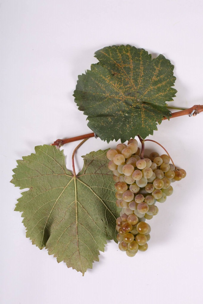 ジョージアの固有品種「ムツヴァネ」のブドウ写真