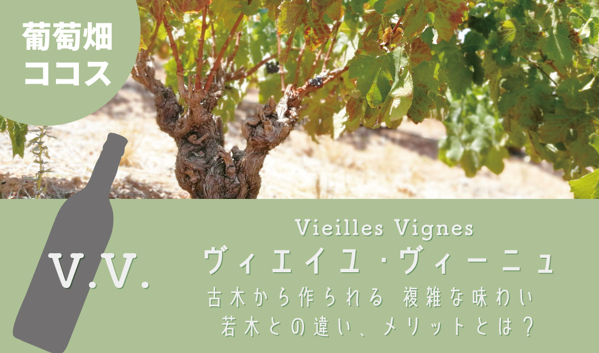 V.V. ヴィエイユ・ヴィーニュとは 古木のワインのメリットとは？
