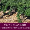 グルナッシュの多様性｜単一品種だけでない様々なスタイルの魅力